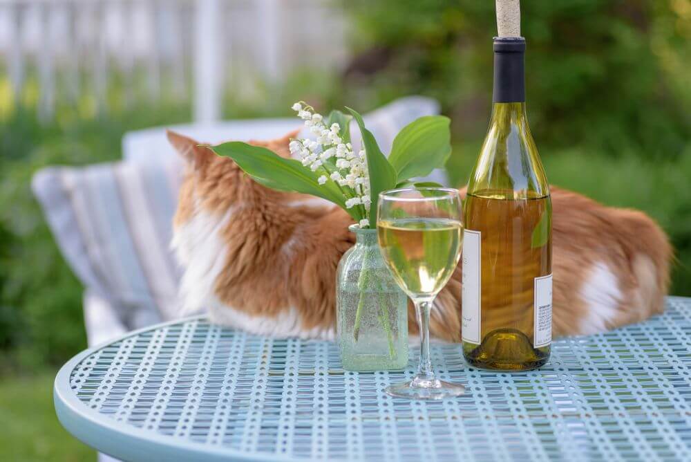 Eine orange-weiße Katze liegt auf einem blauen Tisch hinter einer Weinflasche, einem Glas Wein und einer Blumenvase.