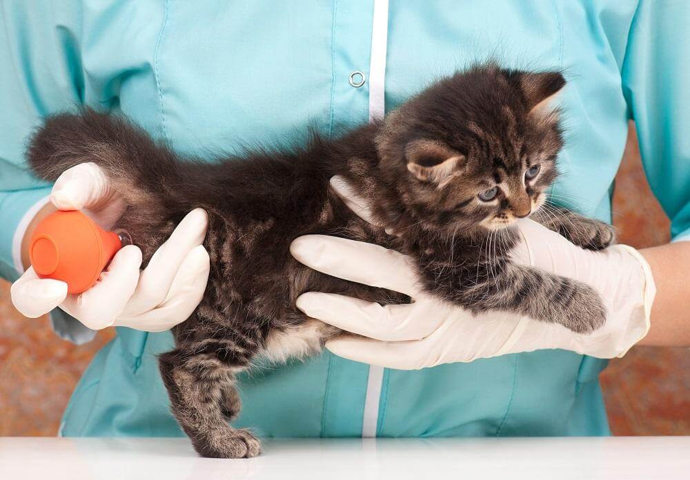 Eine kleine Katze wird von einem Tierarzt mit Handschuhen gehalten und erhält einen Einlauf mit einer orangefarbenen Ballspritze.