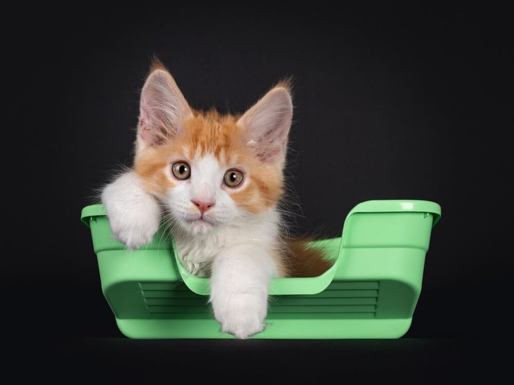 Kätzchen in einer flachen Katzentoilette