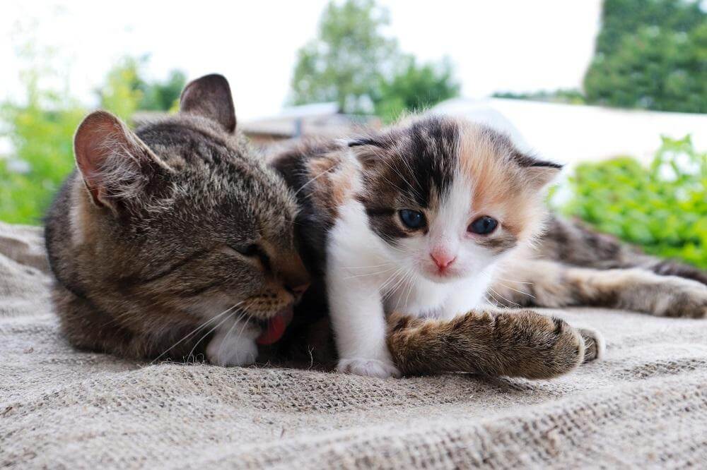 Mutterkatze umarmt und leckt Kätzchen