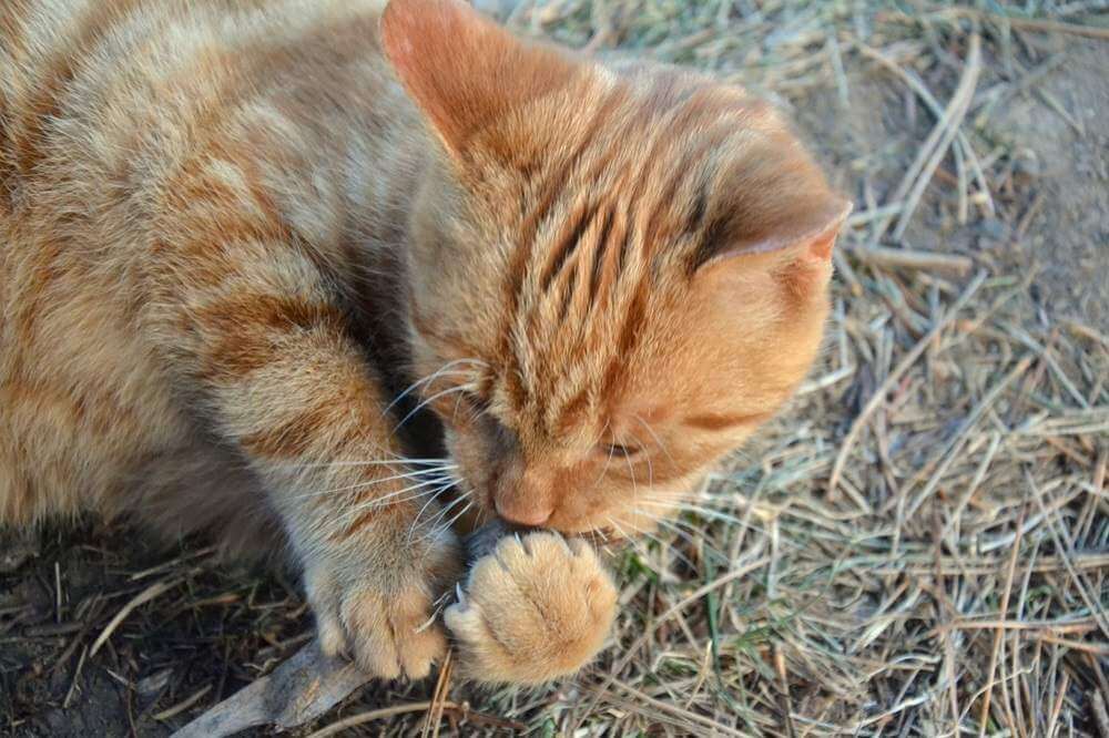 Katze kaut Nagel