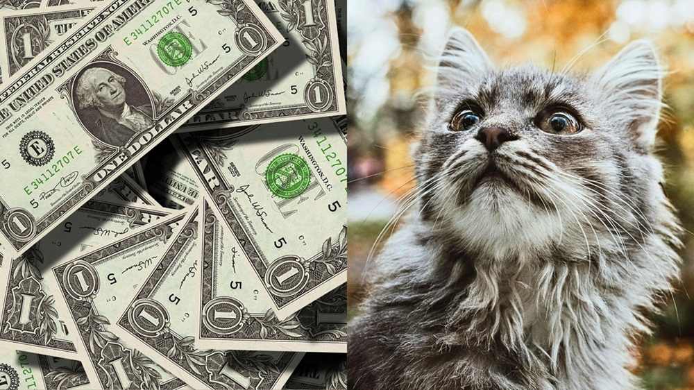 Katze und Geld