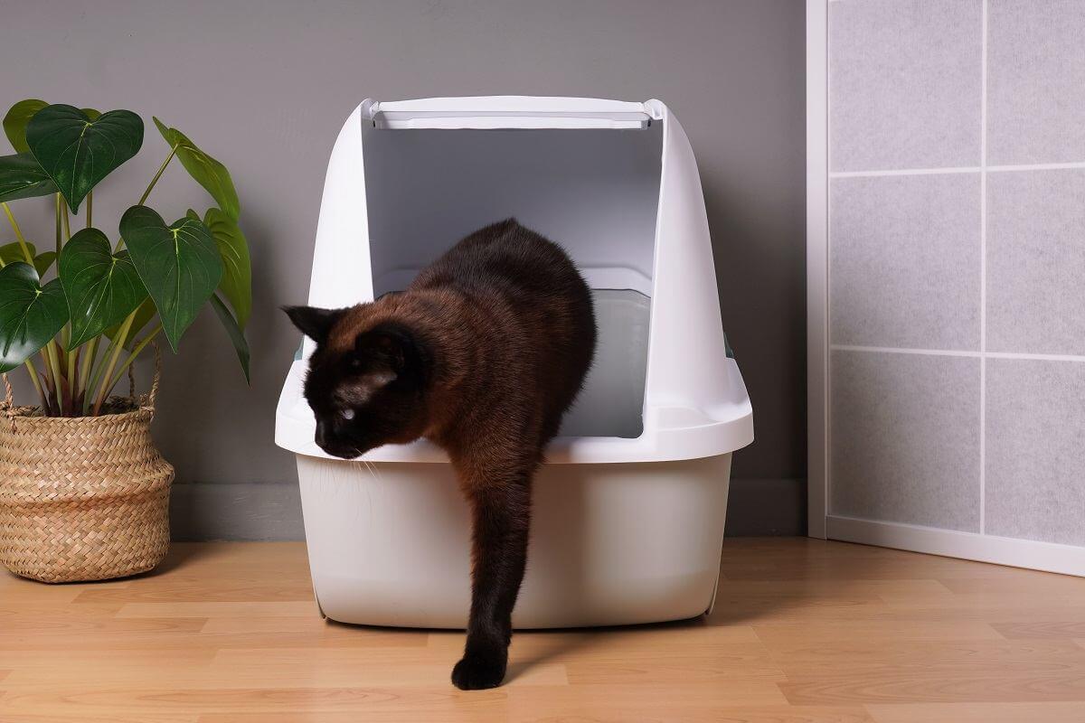 Inneneinrichtung mit brauner Hauskatze, die im Wohnzimmer aus der geschlossenen Katzentoilette heraustritt