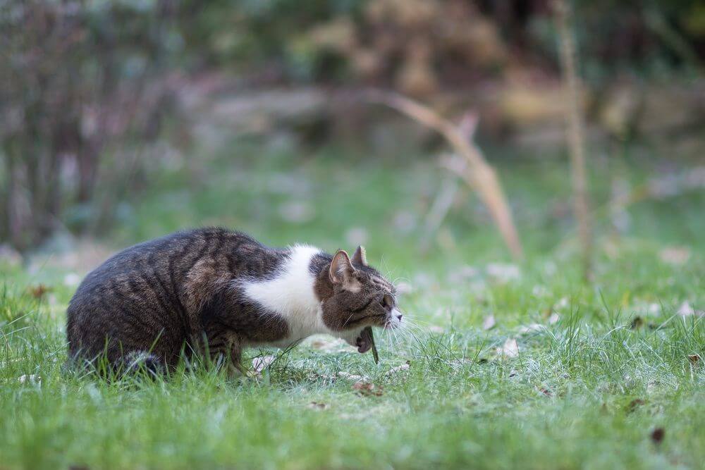 Seitenansicht einer Katze in Erbrechenshaltung im Gras