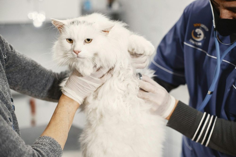 Tierarzt hält weiße Katze