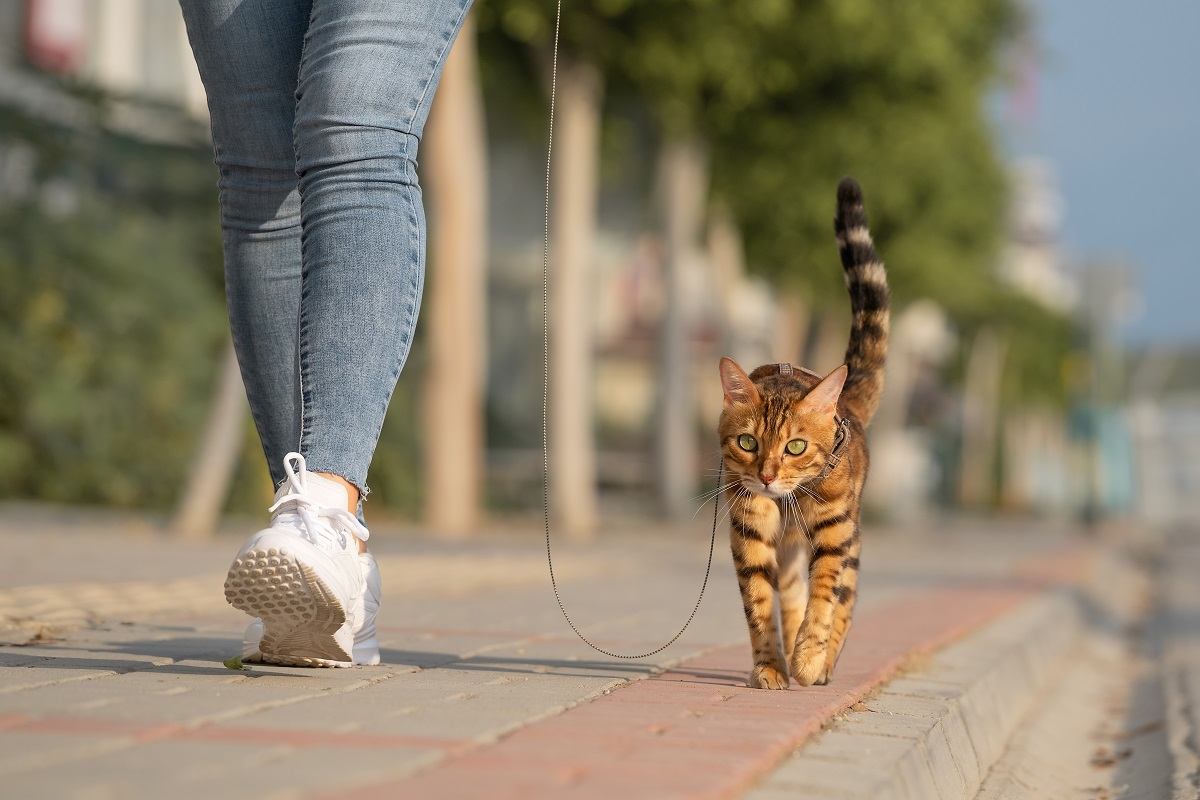 Eine Bengalkatze läuft an der Leine neben einer Frau auf dem Bürgersteig. Spaziergang mit einer Hauskatze im Freien.