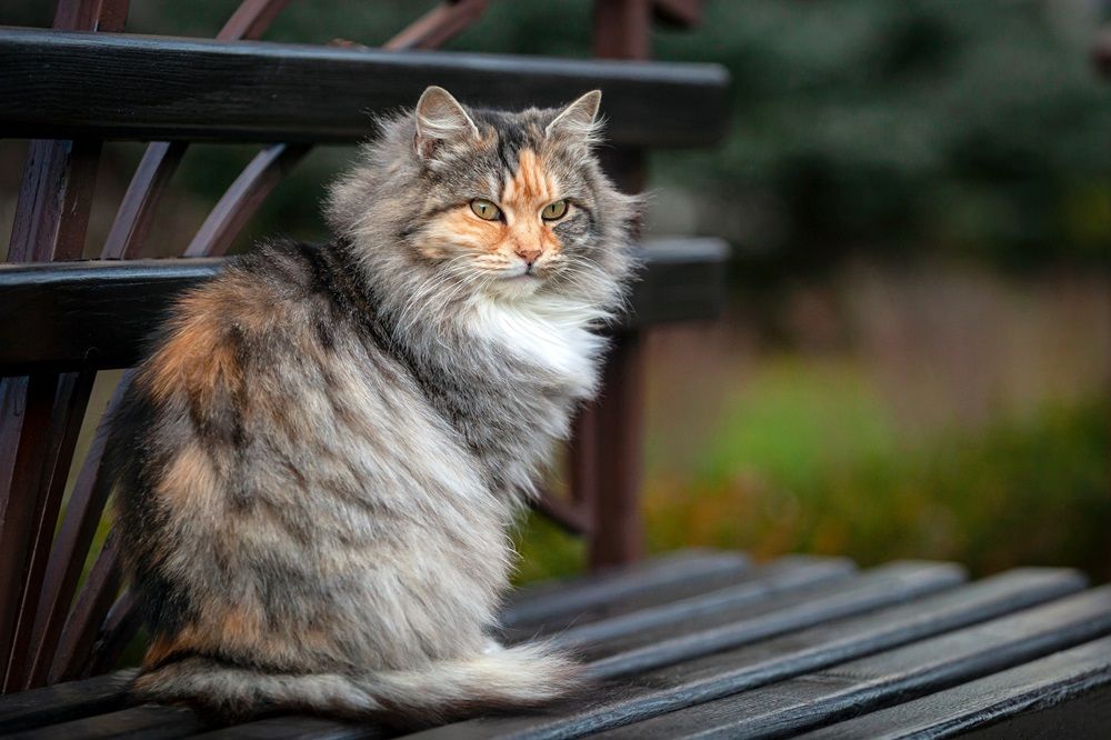 Eine sibirische Katze sitzt auf einer Bank im Garten