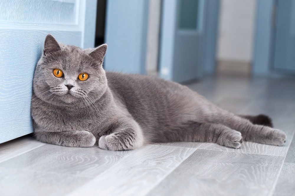 Eine wunderschöne Britisch Kurzhaar Katze ruht sich in einem hellblauen Zimmer aus,