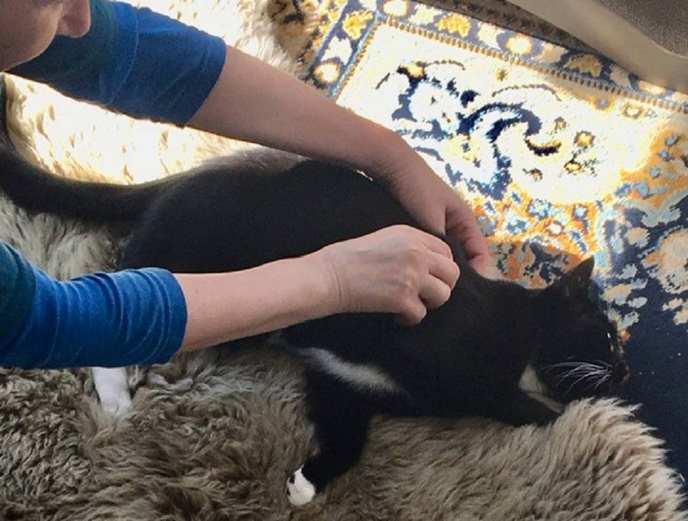 Eine schwarze Katze bekommt eine Massage.