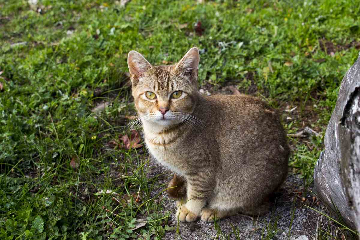 Eine getigerte Katze mit braunen Flecken sitzt im Gras und blickt in die Kamera.