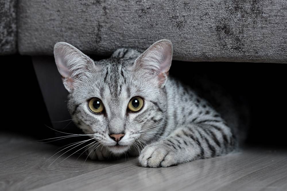 Eine grau gefleckte Ägyptische Mau schaut unter einem Sofa hervor.