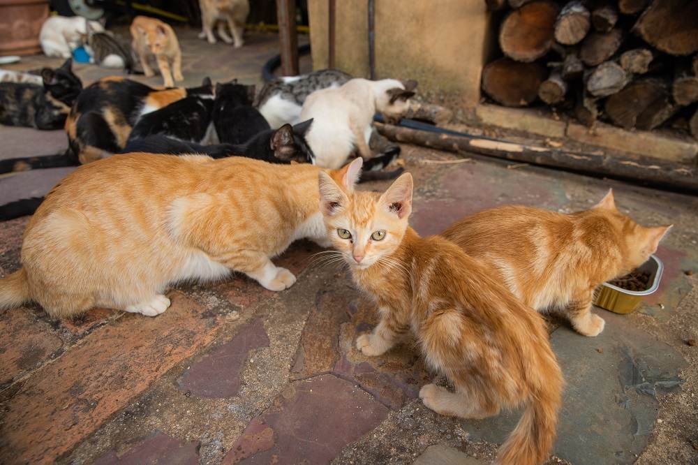 Eine Gruppe streunender Katzen frisst das Trockenfutter, das ihnen ihre Besitzer geben