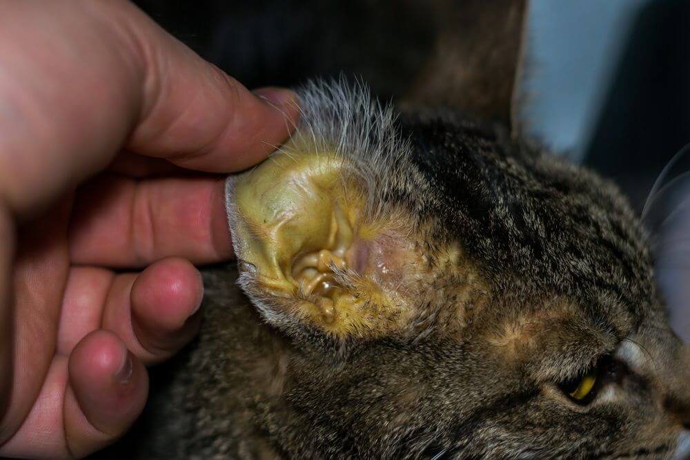 Die Hand einer Person hält ein Katzenohr, dessen Haut eine gelbe Verfärbung aufweist.