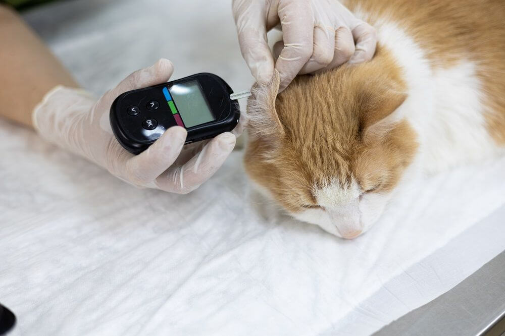 Ein Tierarzt misst in einer Tierklinik den Glukosespiegel einer Katze.