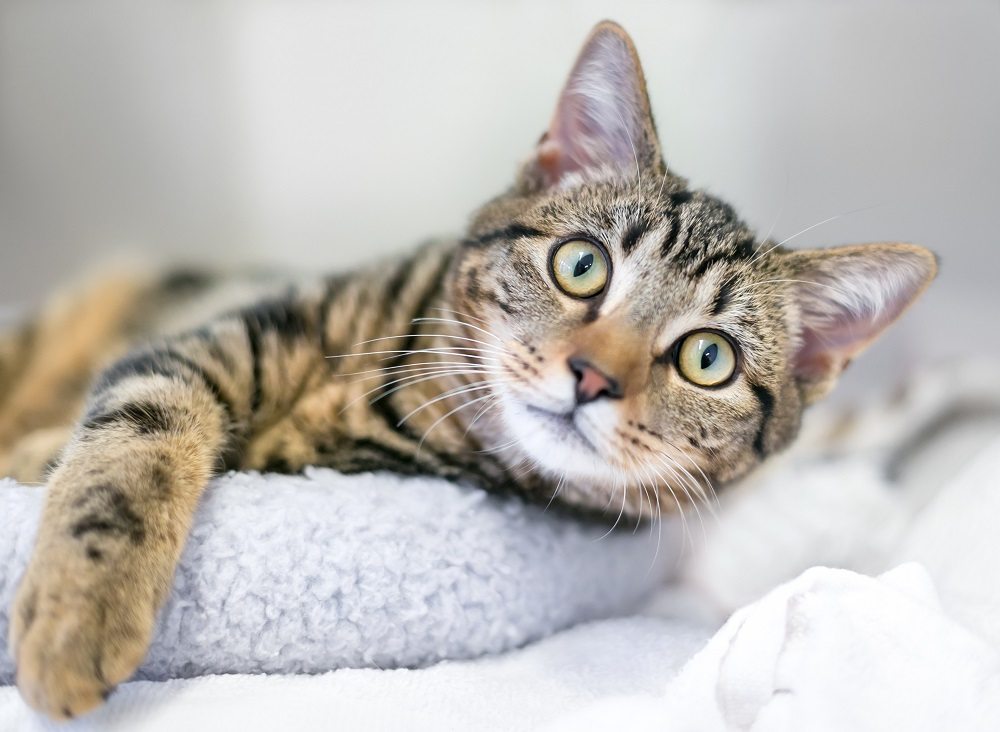 Eine junge braun getigerte Hauskatze mit kurzem Haar, die sich auf einem Katzenbett entspannt