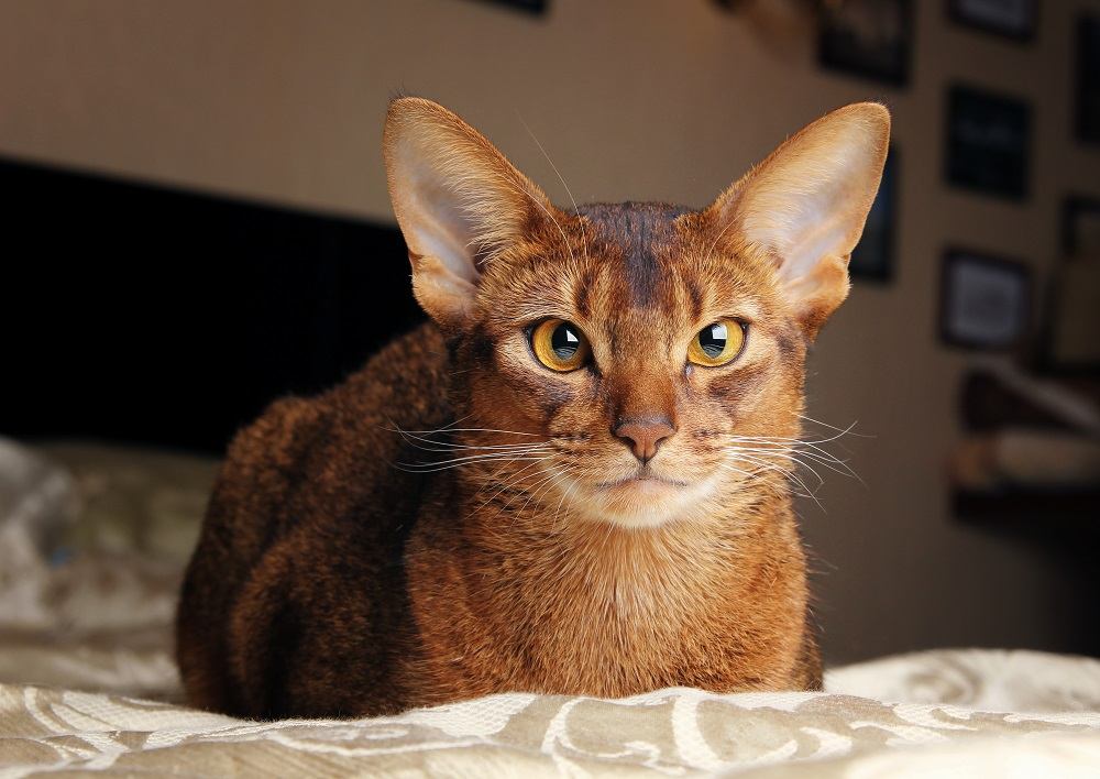 Abessinierkatze liegt im Bett.