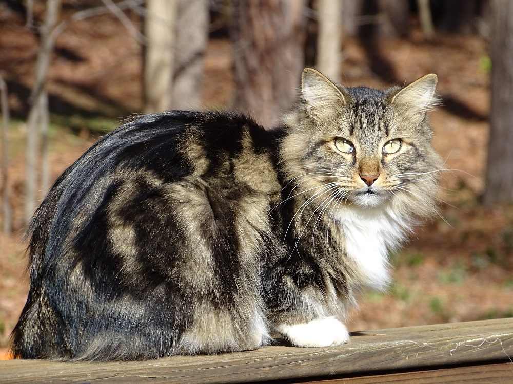 Amerikanische Bobtail-Katze