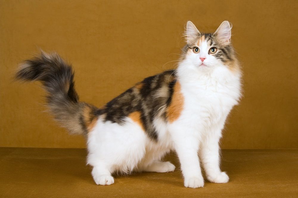 Schöne Calico Norwegische Waldkatze auf goldenem Hintergrund