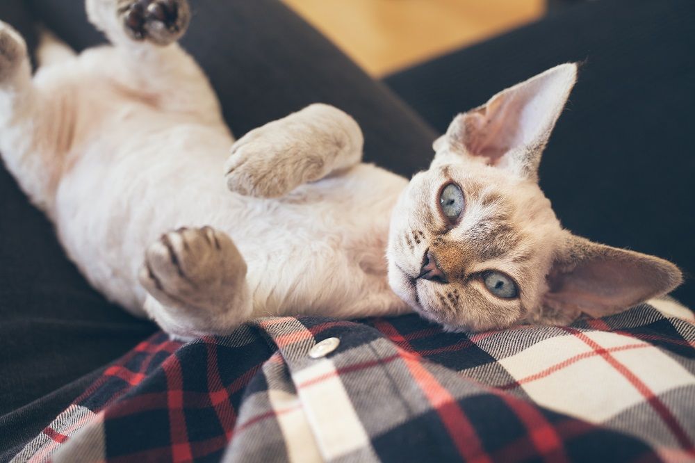 Schöne Devon Rex Katze liegt auf dem Schoß ihres Besitzers