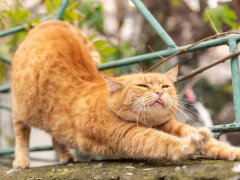 Beautiful red cat stretches and shows tongue.