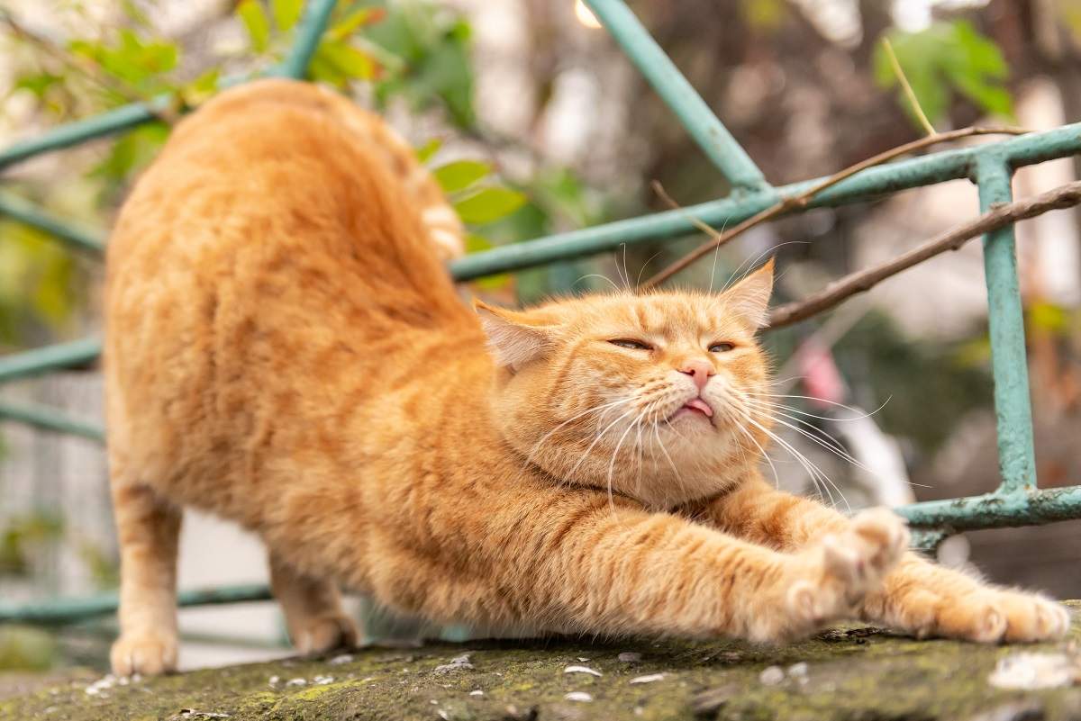 Schöne rote Katze streckt sich und zeigt die Zunge.