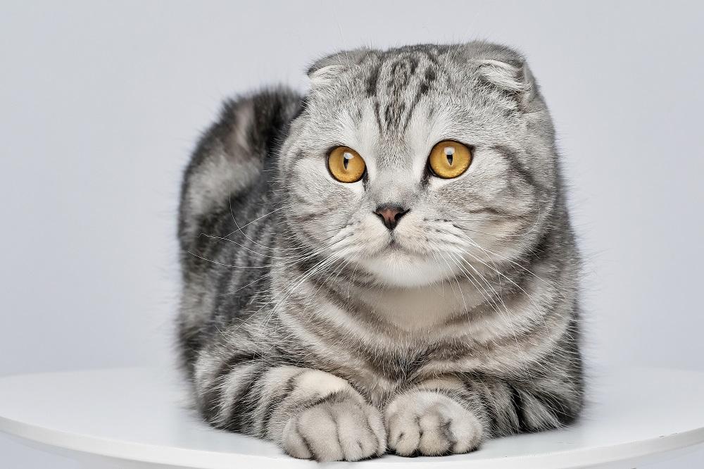 Wunderschönes Scottish Fold Silber Tabby Porträt