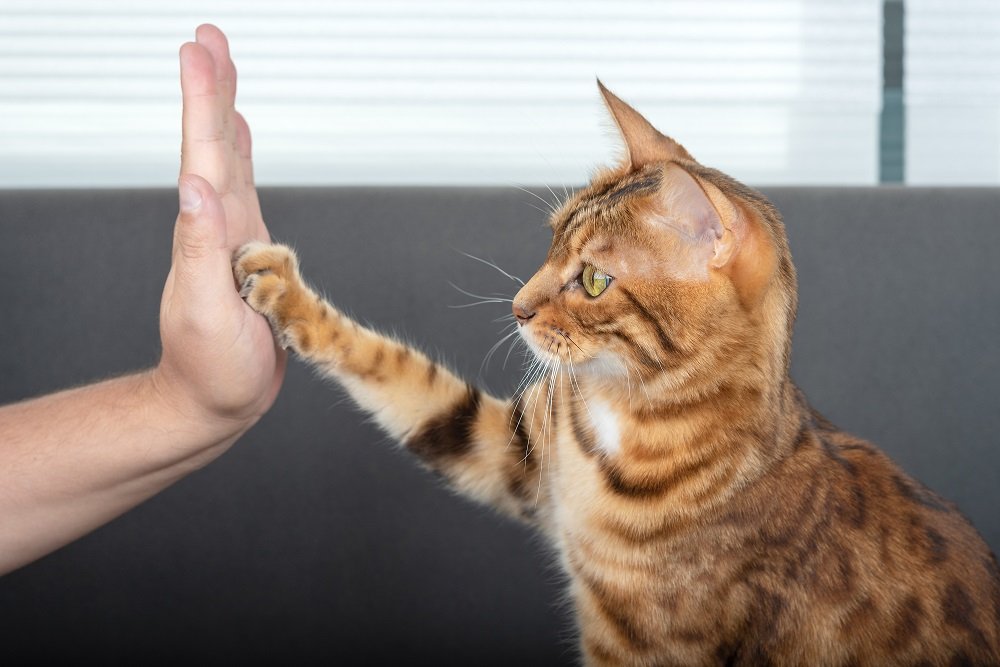 Die süße Bengalkatze gibt ihrem Besitzer liebevoll ein High-Five.