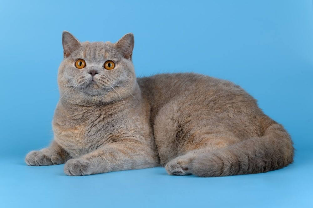 Britisch Kurzhaar Katze liegt auf einem blauen Hintergrund