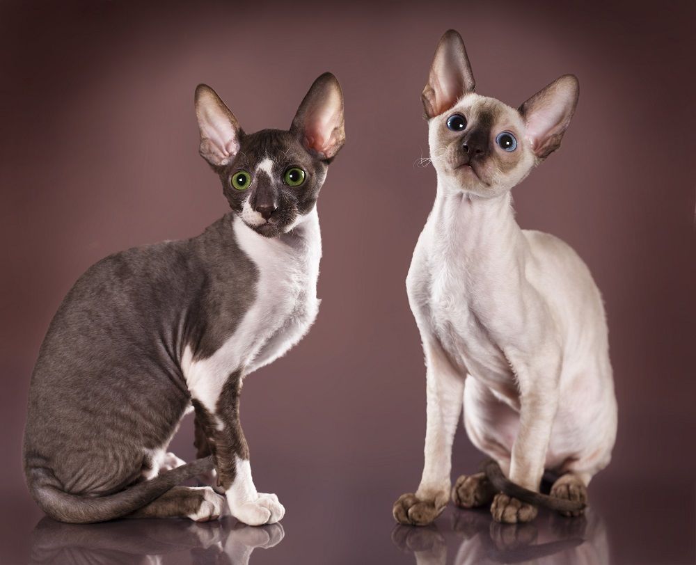 Cornish Rex Kätzchen, 3 Monate