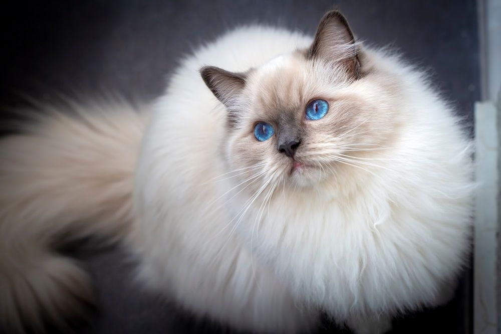 Süße Ragdoll-Katze als Haustier