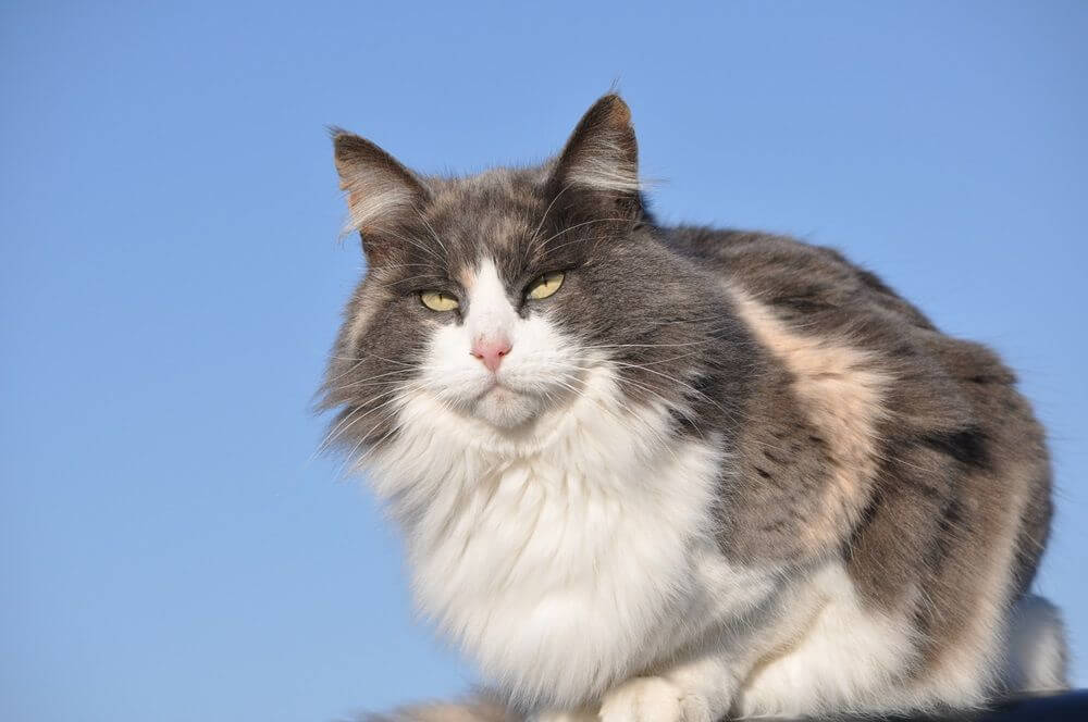 Schöne langhaarige verdünnte Kalikokatze vor blauem Himmel an einem kalten Wintertag