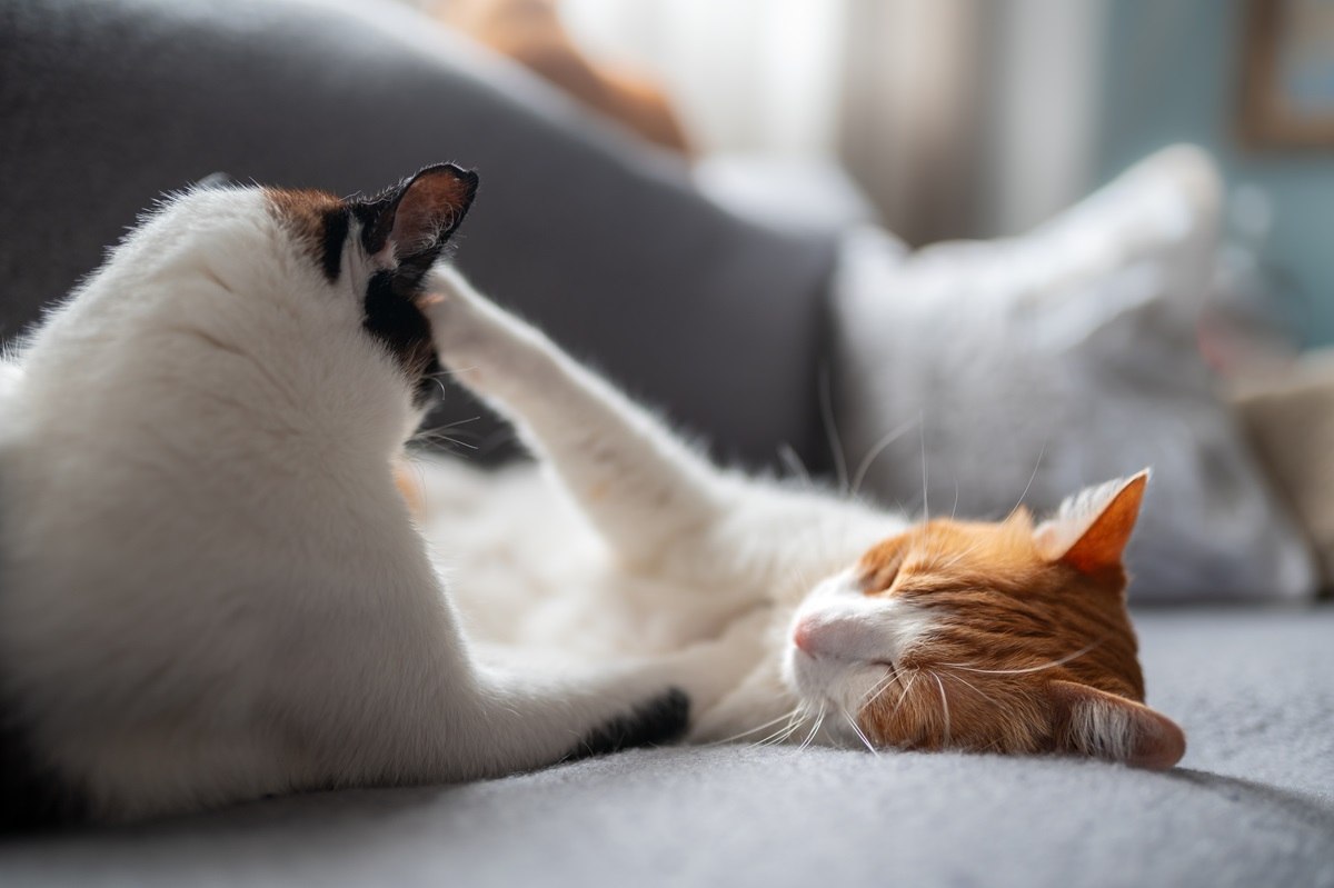 Haben Katzen Alphas? Zwei weiße Hauskatzen liegen zusammen