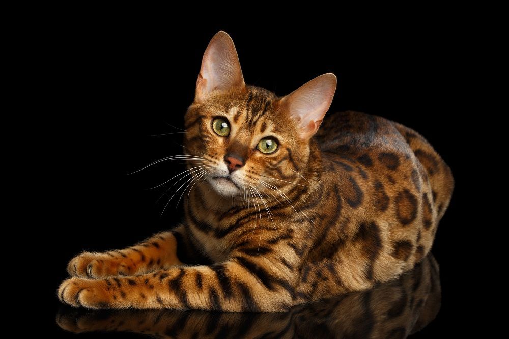 Wunderschöne gefleckte Bengalkatze liegend mit freundlichen Augen