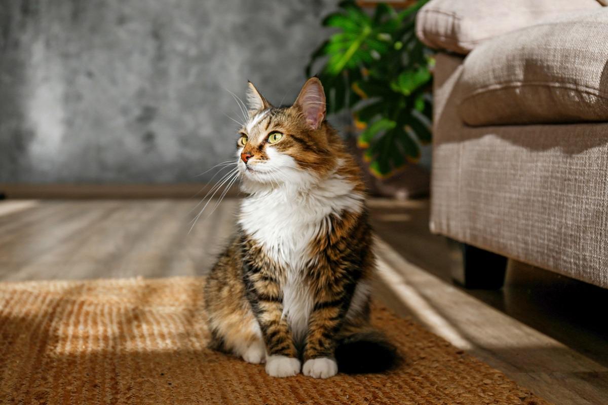 Flauschige sibirische Katze sitzt auf dem geflochtenen Jute-Teppich.