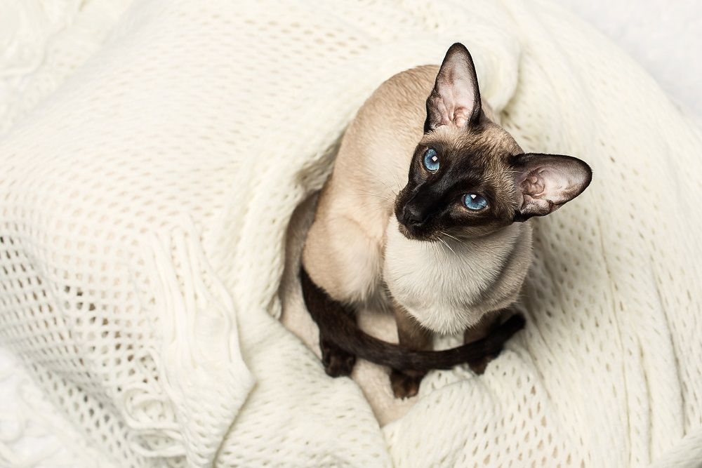 Orientalische Seal-Point-Siamkatze posiert auf einem weißen Hintergrund.