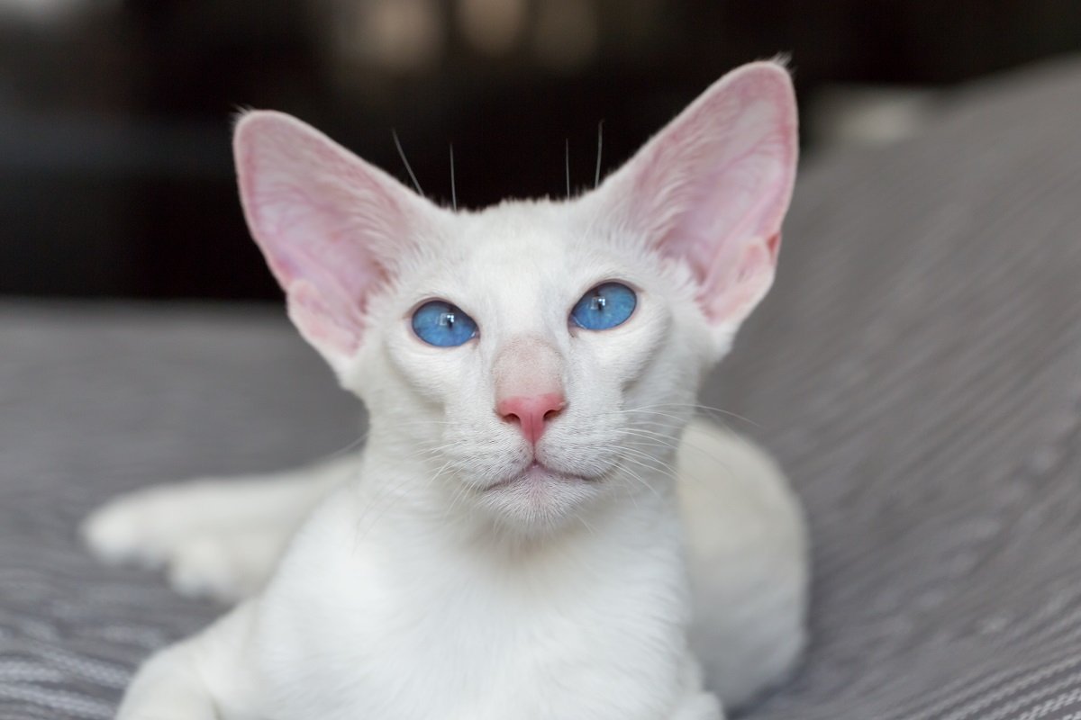 Porträt einer weißen Orientalisch Kurzhaarkatze mit blauen Augen