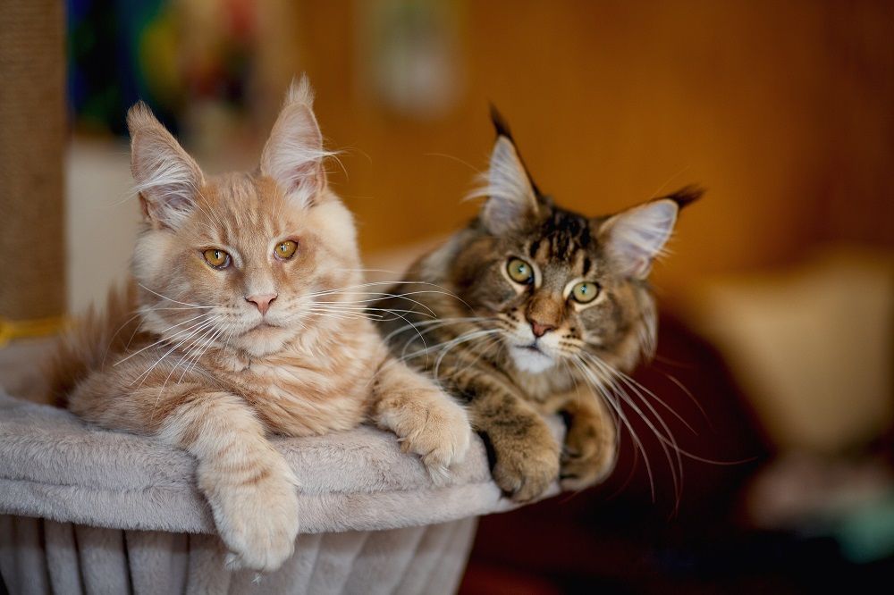 Porträt von zwei süßen gestreiften Maine Coon Kätzchen rot und grau