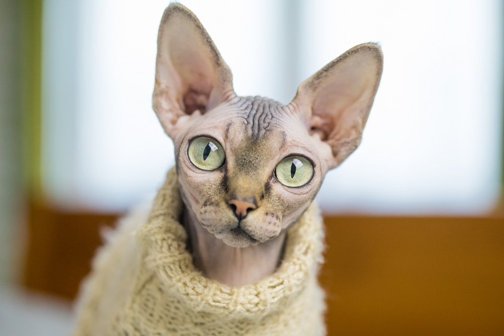 Sphinx in Kleidung, kahle Katze in einem warmen Schal, haarlose Katze, nackte Katze in einem Pullover