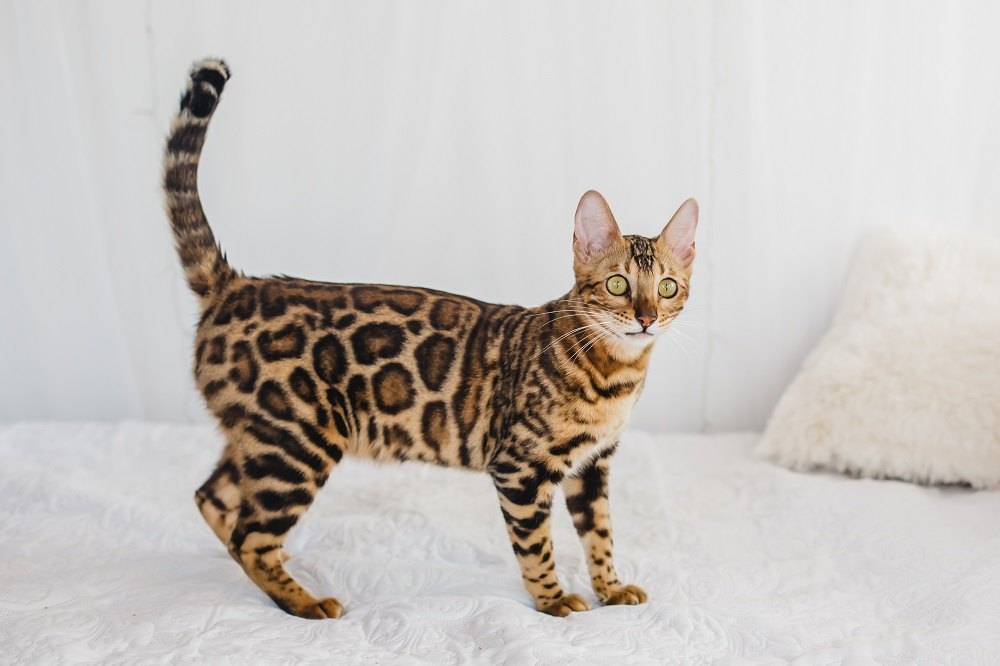 Gefleckte getigerte Bengalkatze braun gefleckt