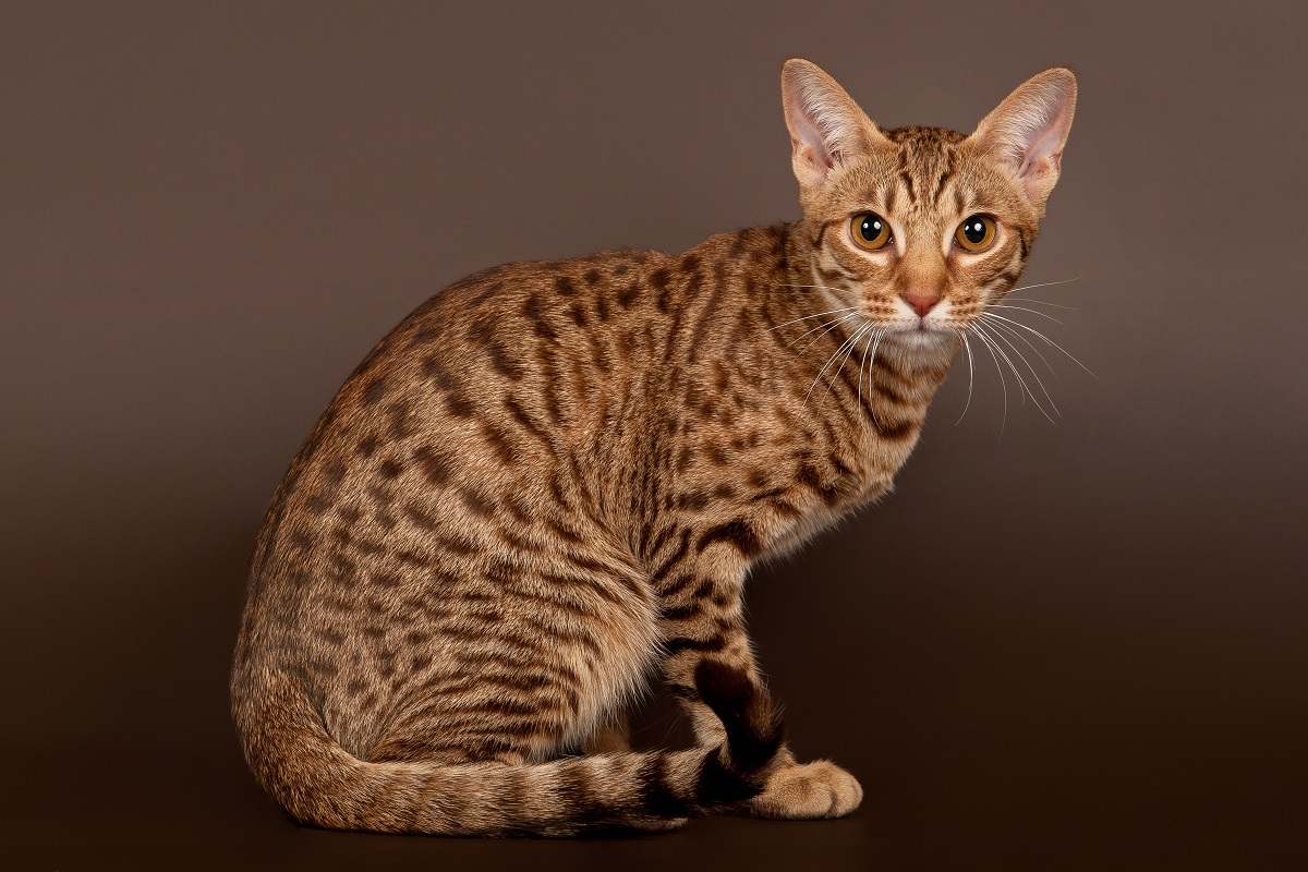 Gefleckte getigerte Katze Ocicat männlich