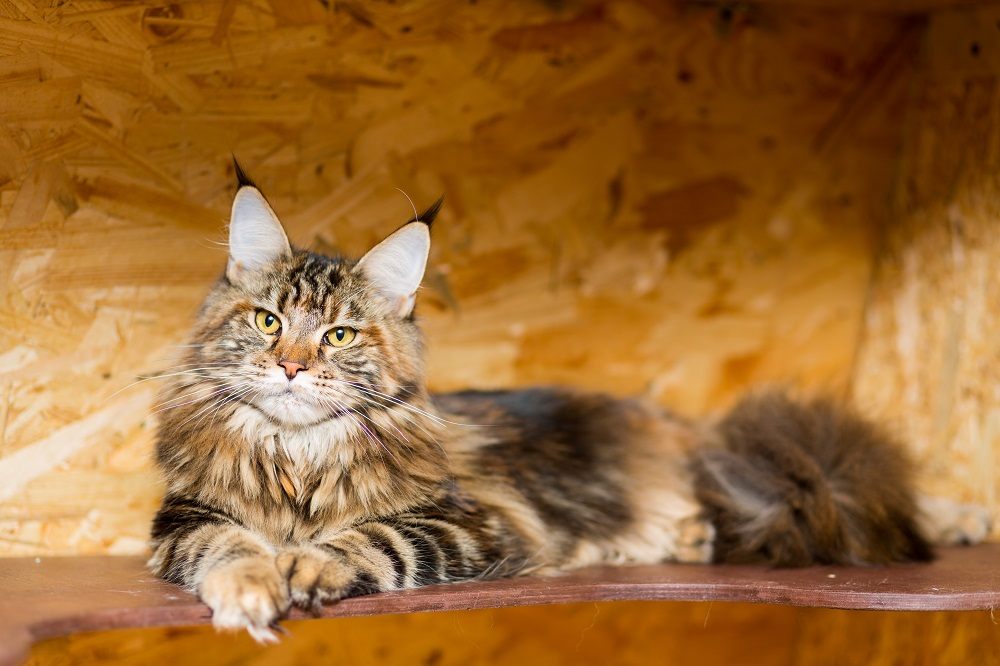 Die Maine Coon Katze liegt im Alter von 9 Monaten auf dem Regal.