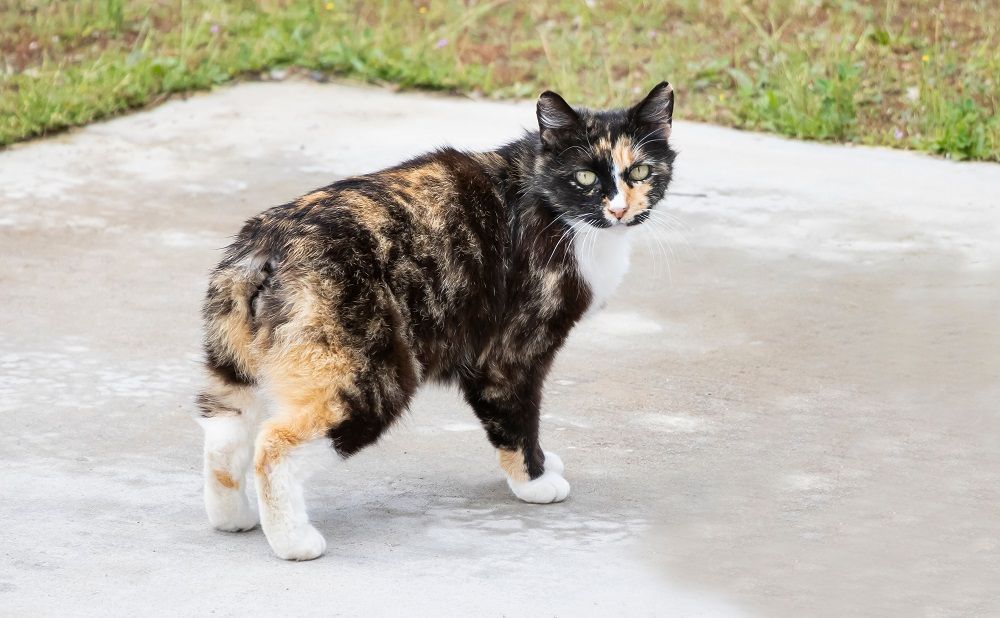 Die Manx-Katze ist eine einzigartige Rasse ohne Schwanz. Das Bild einer Katze in Braun, Gelb und Weiß ohne Schwanz.