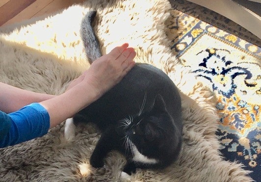 Die Katze bekommt eine Schwanzmassage.