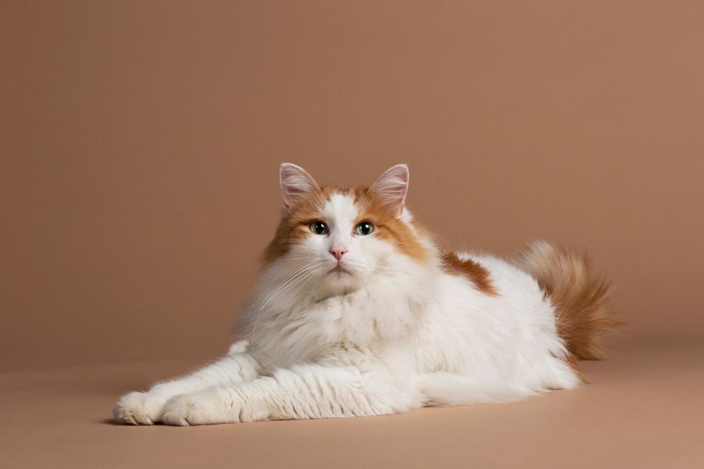 Türkische Van-Katze mit grünen Augen isoliert und auf einem braunen Hintergrund liegend. Schönes weißes flauschiges Angorafell