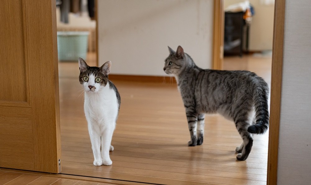 Zwei Katzen laufen im Haus