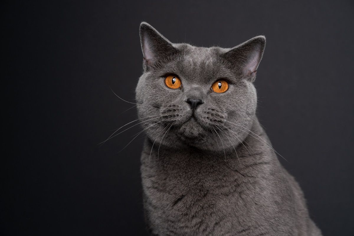 wunderschöne blaue Britisch Kurzhaarkatze mit orangefarbenen Augen