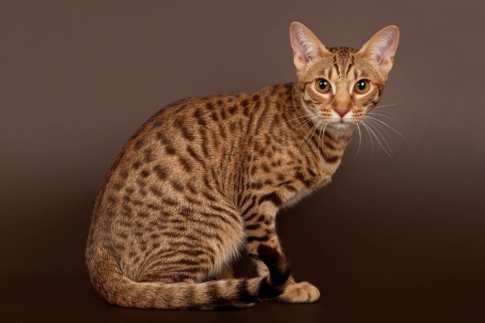 Ocicat Kater auf dunkelbraunem Hintergrund