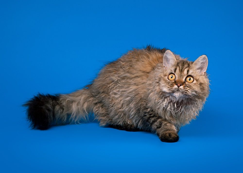 Selkirk Rex Katze auf himmelblauem Hintergrund