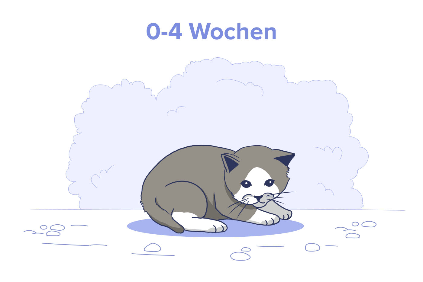 Neugeborenes Kätzchen, Alter: 0 bis 4 Wochen