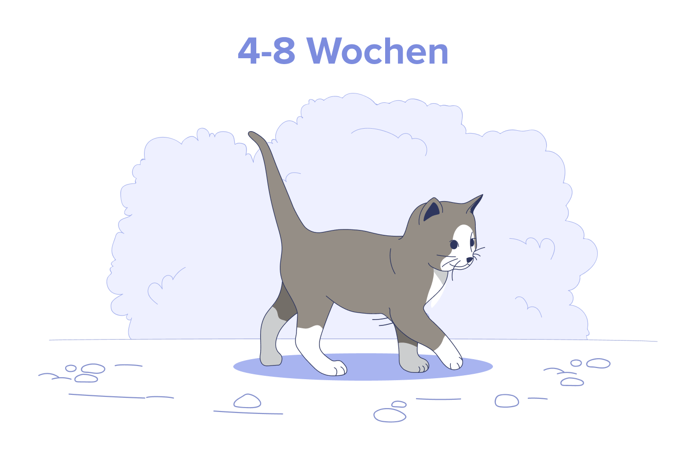 4 bis 8 Wochen altes Kätzchen
